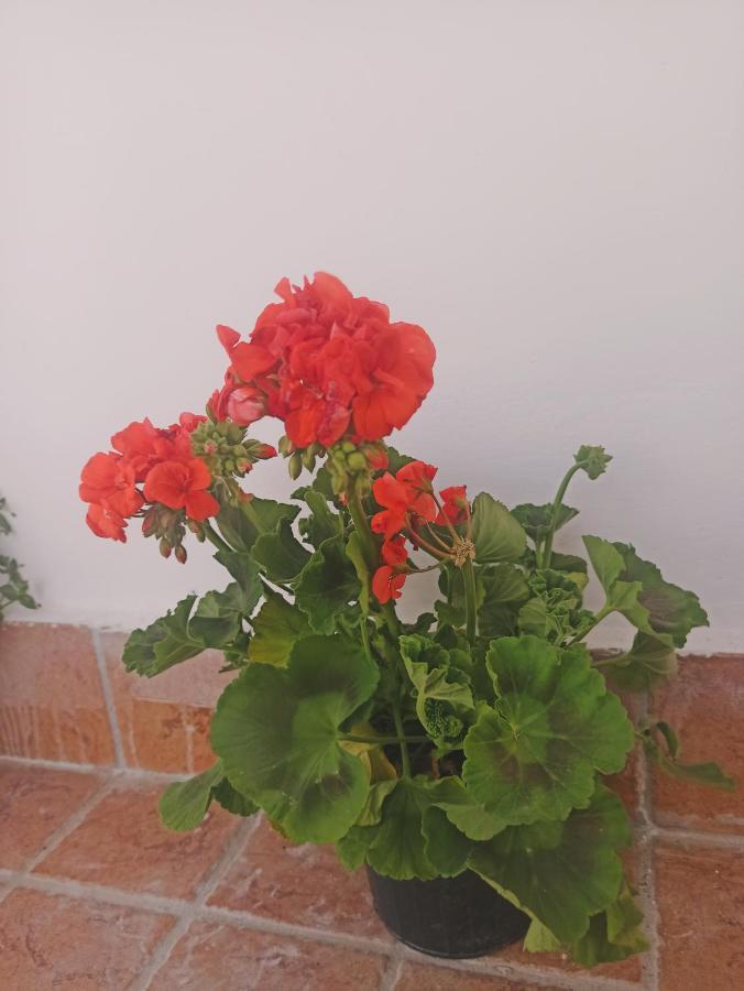 La Terrazza Delle Fate Gasthuis